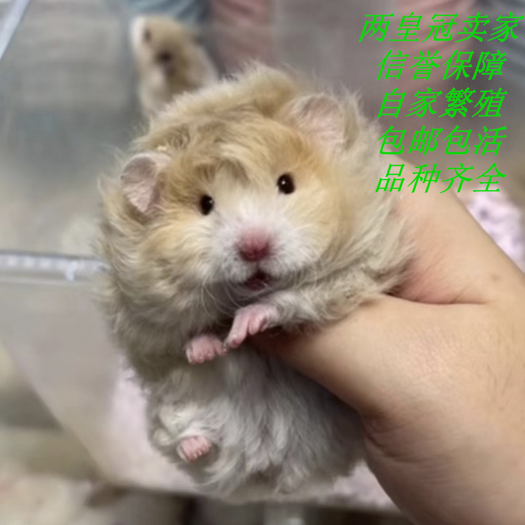 家养黑波利金丝熊活宠稀有卷毛卷毛藤盒发货肉桂纯银