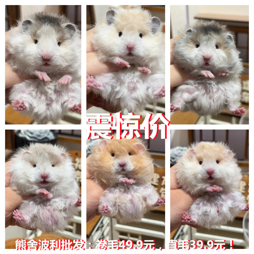 活物富养繁殖稀有金丝熊卷毛波利纹卷毛仓鼠活体小宠物亲人家养
