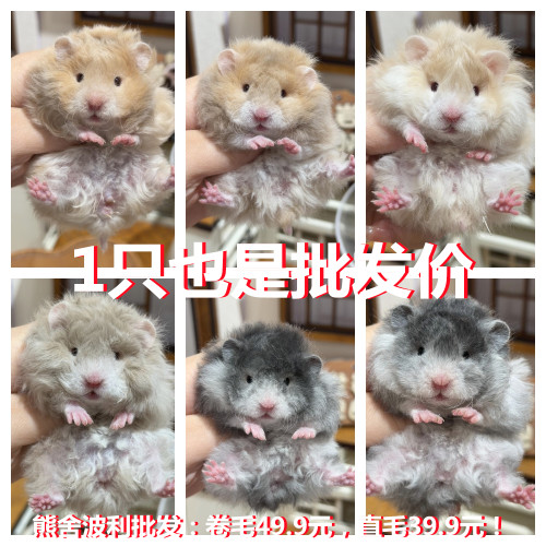 家养长毛金丝熊活物家养繁殖不咬人卷毛黑波利纯银鸽灰肉桂仓鼠