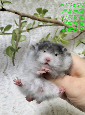鸽灰/太妃糖波利/眼线长卷毛亮毛粉耳朵金丝熊仓鼠DDMM蹲崽