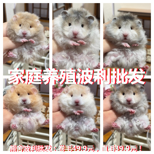 宠物小仓鼠活物已过活体银狐布丁三线波利金丝熊活体一对卷毛鼠