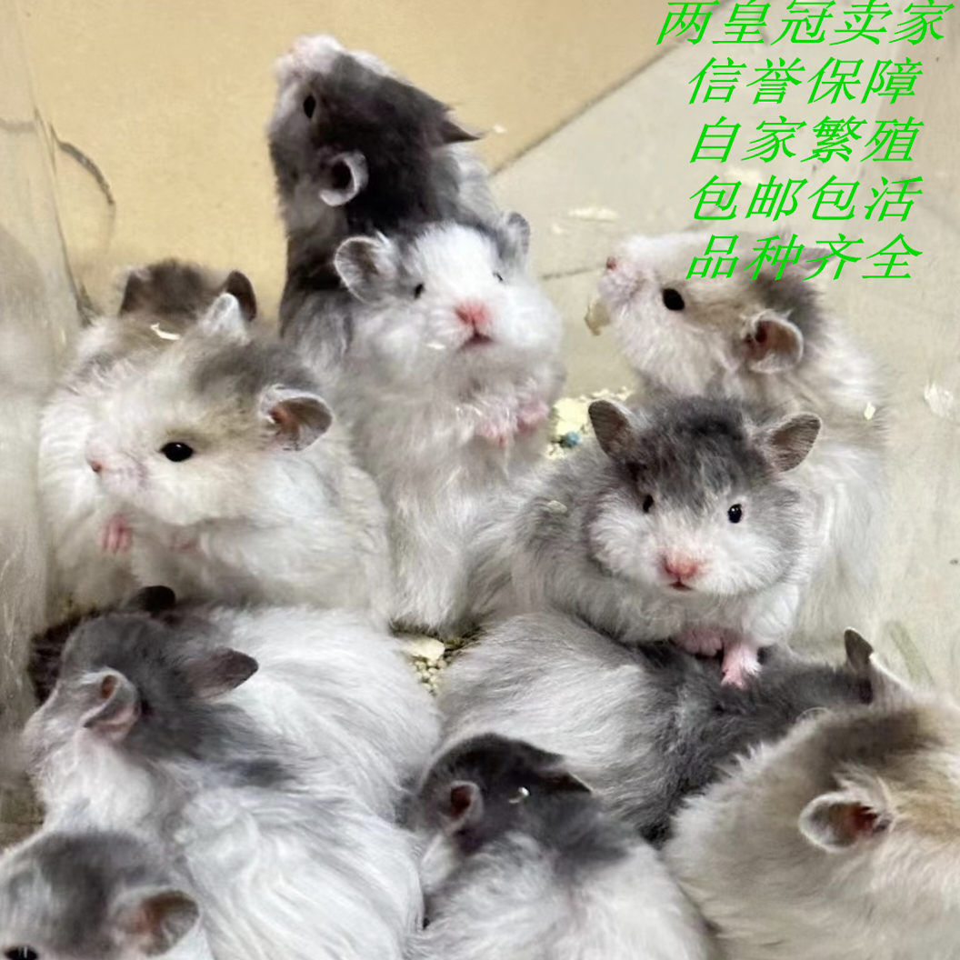 家养黑波利黄波利鸽灰金丝熊活宠稀有卷毛卷毛藤盒发货肉桂纯银