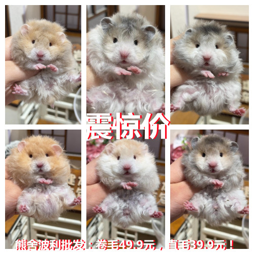 卷毛鸽灰波利，金丝熊妹妹