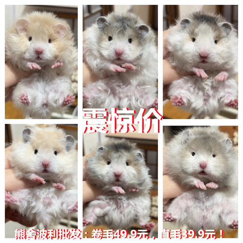 小宠物金丝熊仓鼠活物富养繁殖小动物卷毛鼠家养一对一公一母情侣