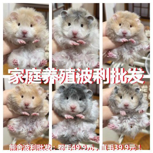 家养超温顺蜜波利肉桂波利金丝熊仓鼠长毛波利卷毛波利纹