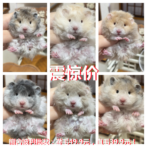 小仓鼠活物三线银狐一对密波利卷毛宝宝金丝熊活体宠物富养繁殖