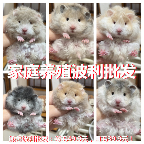 长毛蜜色金丝鼠小宠物金丝熊仓鼠活物富养繁殖西施熊小型好养仓鼠