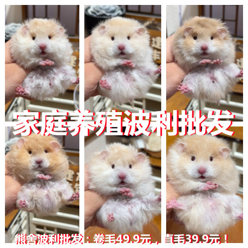 卷毛波利金丝熊满月包子脸金丝熊卷毛超萌可爱视频挑选家养金丝熊