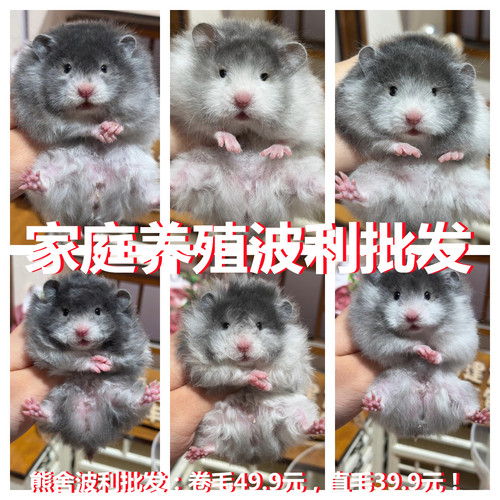 宠物仓鼠活体紫仓三线布丁奶茶公金丝熊小仓鼠活物自养繁殖卷毛鼠