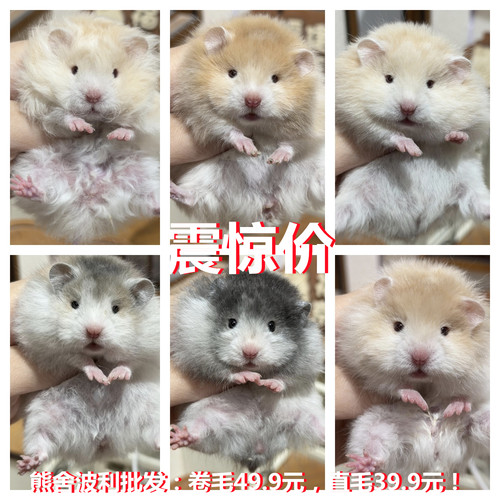 家养长毛金丝熊活物仓鼠稀有黑火蜜波利纯银鸽灰肉桂仓鼠