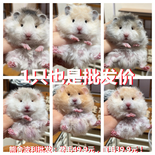 宠物仓鼠活体紫仓三线波利奶茶公金丝熊小仓鼠活物自养繁殖卷毛鼠