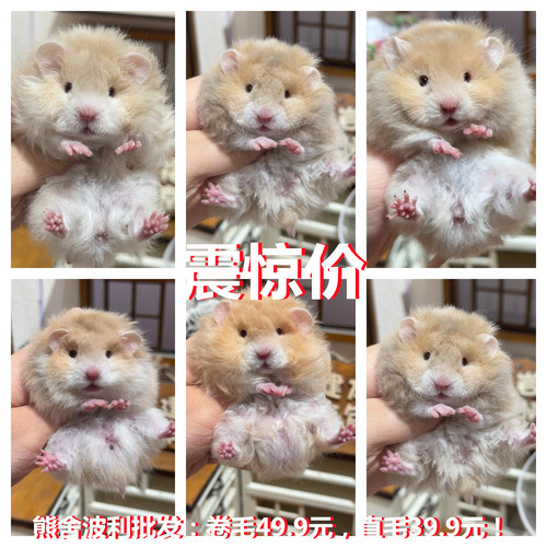 萌宠三线波利银狐布丁大量发仓鼠活物奶茶公婆珍珠熊双仓发货