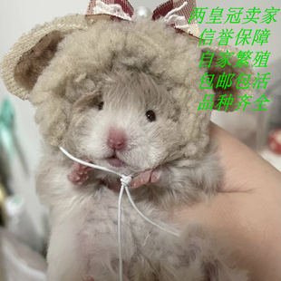 金丝熊仓鼠波利纹卷毛卷毛活体稀有卷毛蓝波利黑波利蜜波利包活