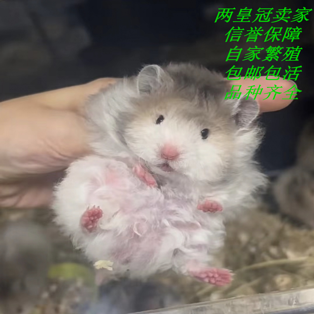 家养黑波利金丝熊活宠稀有长毛卷毛藤盒发货肉桂纯银