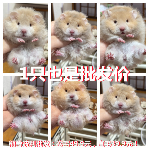 仓鼠活物家养繁殖波利布丁紫仓三线家养小宠物金丝熊活体卷毛鼠