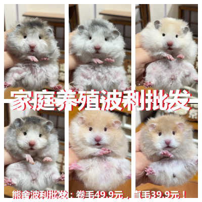 家养丑萌温顺黑熊精金丝熊长毛西施仓鼠小宠物活物健康包活免邮