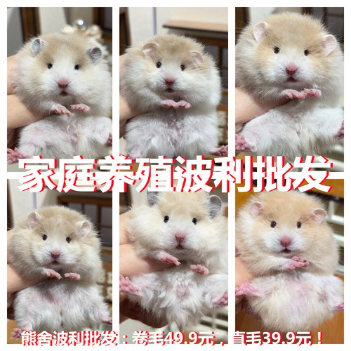 家养仓鼠巨型长毛金丝熊活物卷毛黑黄密波利稀有蓝毛富养繁殖包活