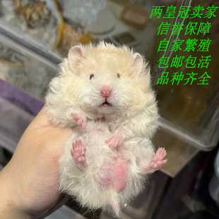 家养稀有精品卷毛蓝波利纹仓鼠 黑波利 长毛短毛金丝熊 活体幼崽