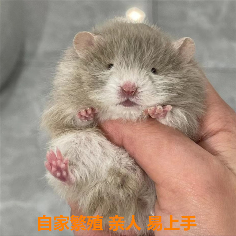 家养小仓鼠活物自家繁殖不咬人波利布丁三线紫仓活体宠物一公一母