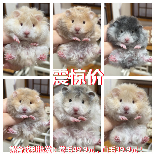 家养卷毛肉桂波利长毛金丝熊