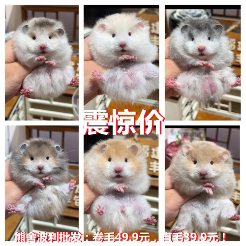 仓鼠活物自家繁殖宠物三线紫仓波利银狐活体幼崽包活送盒包邮