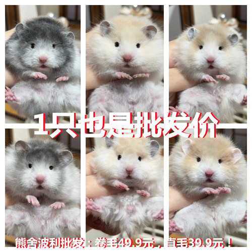科养长毛金丝熊卷毛仓鼠幼崽蜜波利肉桂波利纯银眼线蜜色白熊