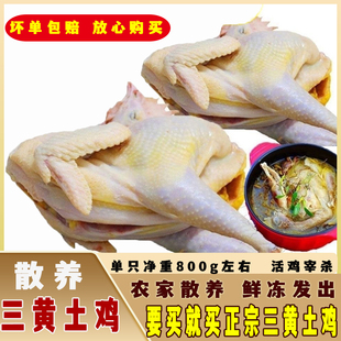 农家散养土鸡三黄鸡走地鸡小笨鸡嫩鸡童子鸡公鸡母鸡活鸡现杀800g