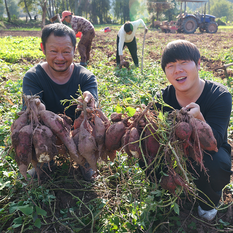向凹凸紫薯红薯白薯怀化