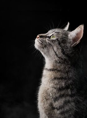 Blender写实猫咪动物完整骨骼3d模型cgtrader