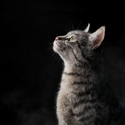 Blender写实猫咪动物完整骨骼3d模型cgtrader