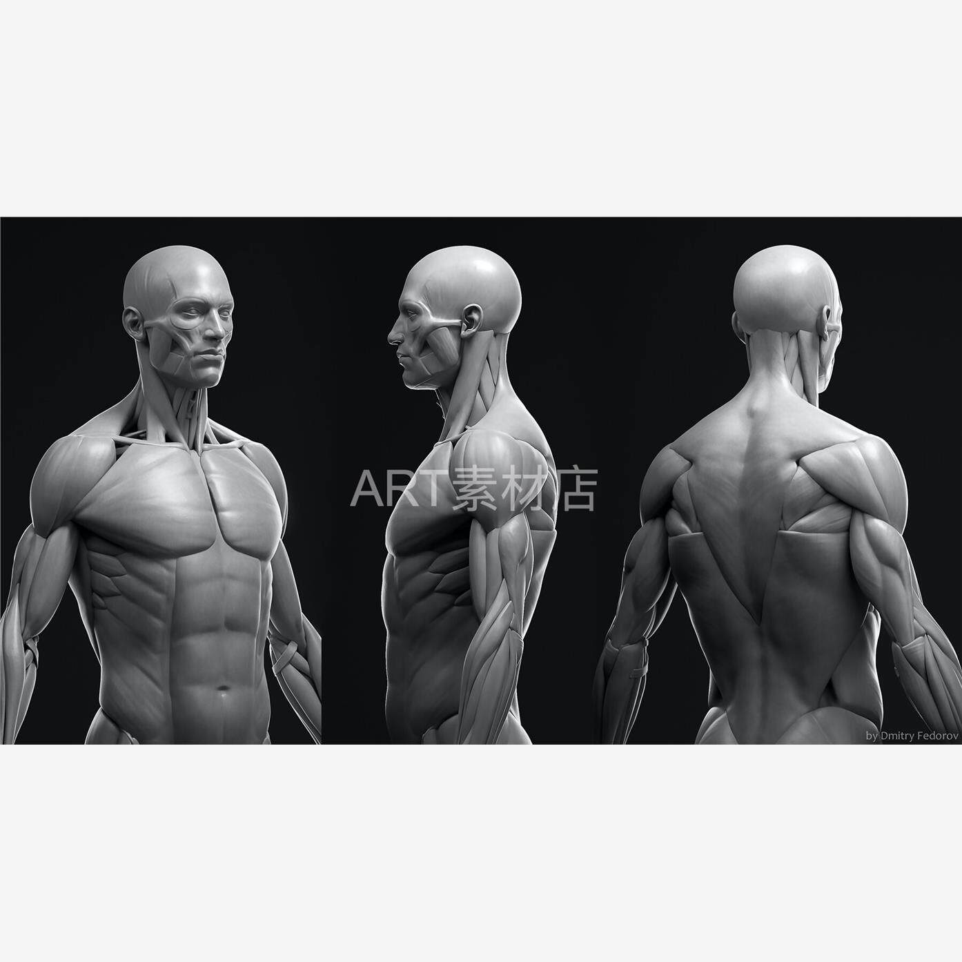 人体角色3d模型男性全身肌肉结构解剖可分块人物模型blender obj