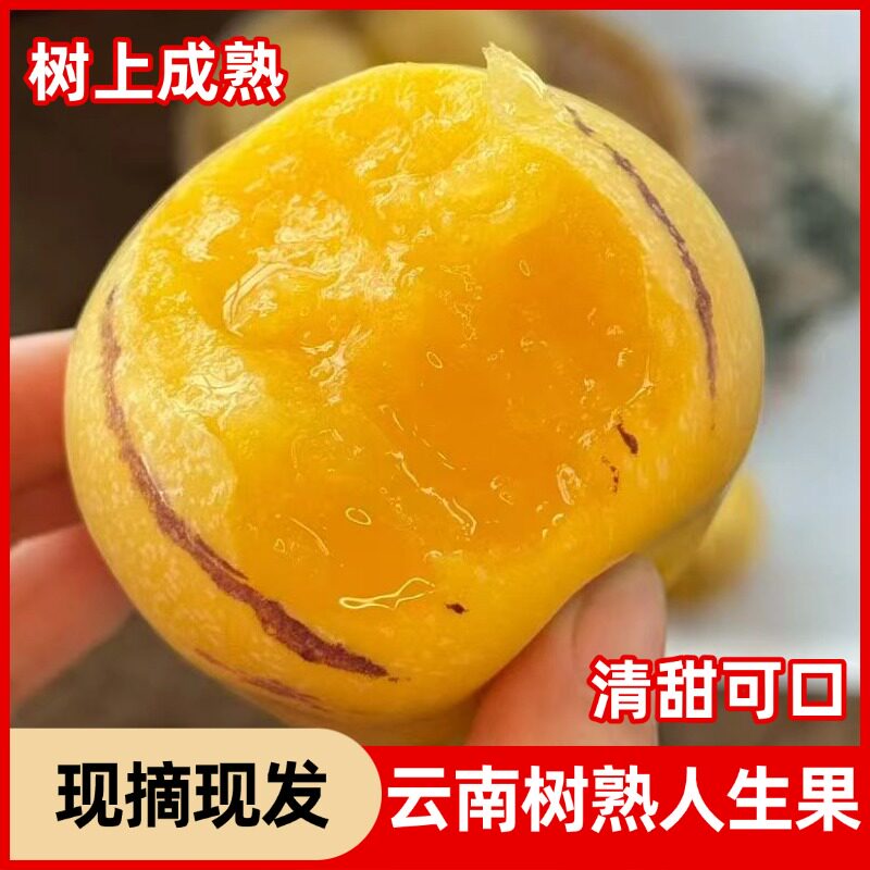云南树上熟人参果自然成熟图片