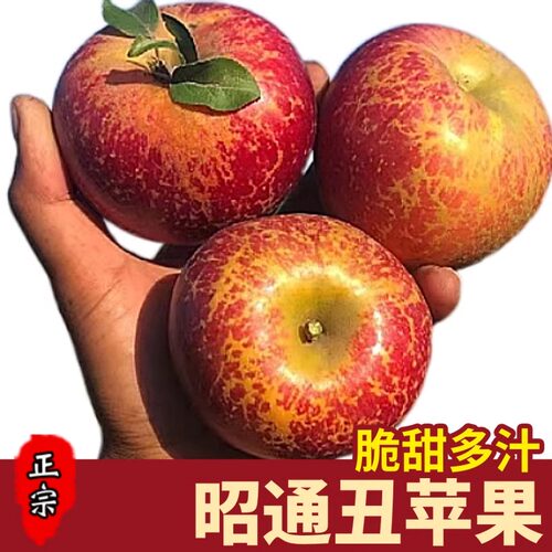 2026年正宗昭通丑苹果
