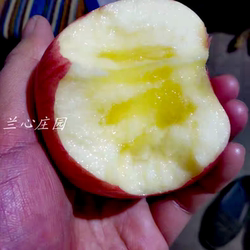 甘肃苹果 庆阳苹果 小苹果 红富士 宝宝水果脆甜非陕西烟台包邮