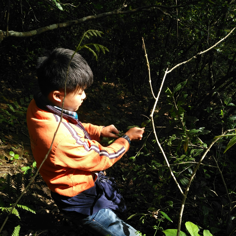 荒野浮梁茶古树茶浮北小茶农