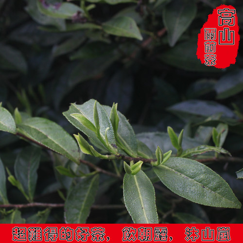 雨前茶储叶种浮梁茶浮北小茶农