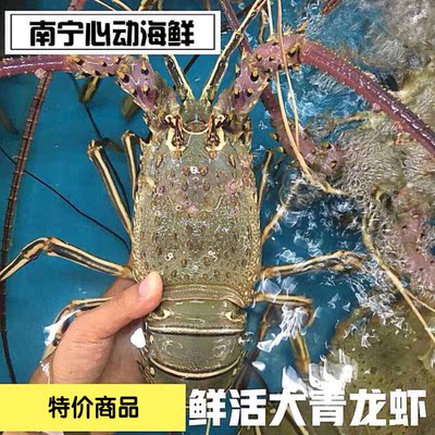 南宁心动海鲜 生猛鲜活 野生大青龙虾 龙虾500g