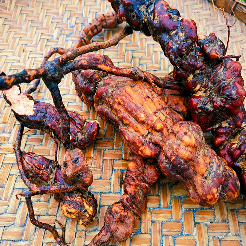 广西何首乌 野生新鲜1斤包邮脱掉洗育养发护发正品药材泡茶食疗