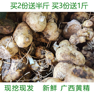 新鲜广西野生黄精500g姜型多花红花肉又甜滇黄精鸡头黄精参老虎姜