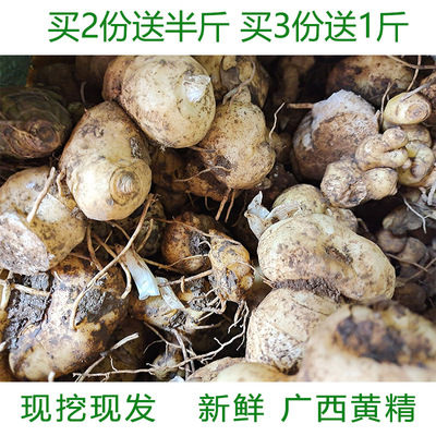 广西野生红花黄精老虎姜