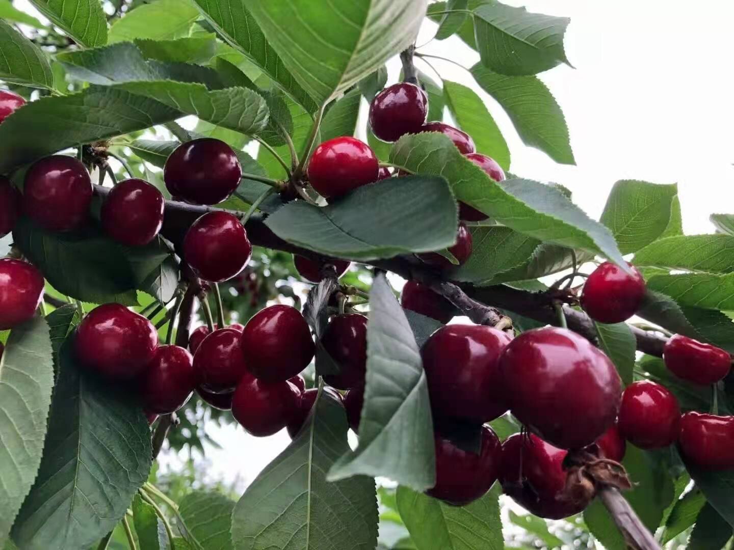 新鲜美早大樱桃新鲜孕妇水果山东车厘子2j3j4j特大果顺丰包邮