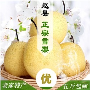 赵县雪花梨赵县雪花梨子新鲜9斤水果当季整箱5斤自家果园