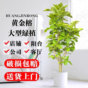 黄金榕室内客厅落地大型绿禄植盆栽一物一拍高山榕花叶橡皮面包树