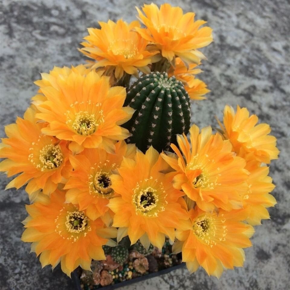 黄花黑金刚仙人球开花多肉植物仙人掌室内阳台净化空气