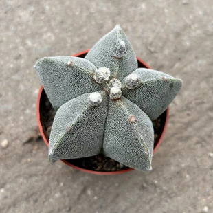 鸾凤玉四五角琉璃银砂实生仙人球多肉植物组合桌面防辐射开花