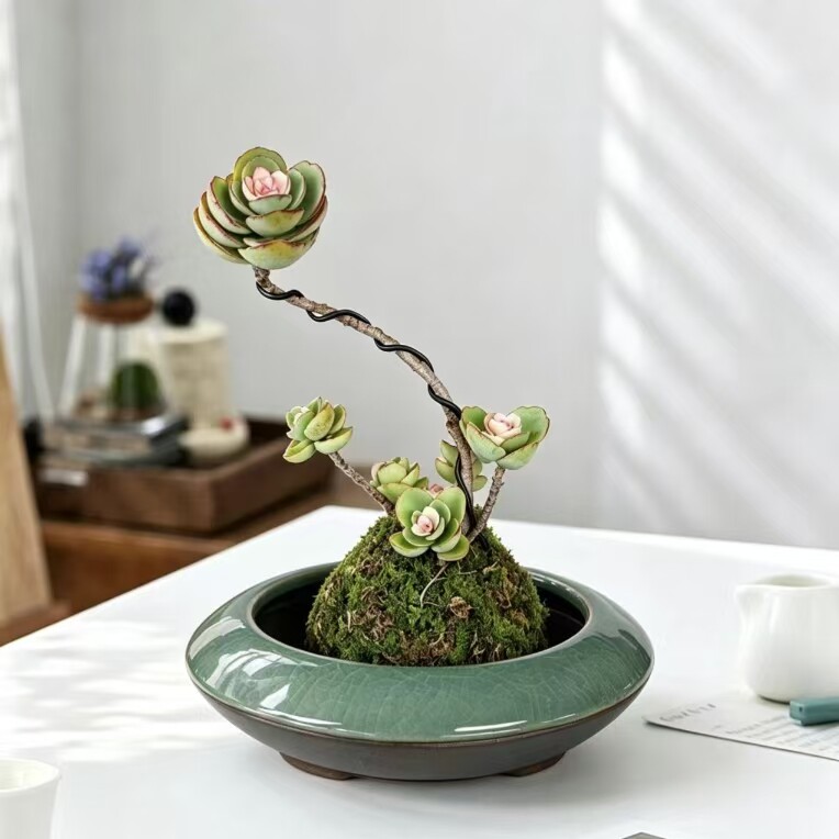 锦绣牡丹苔藓球多肉植物盆栽造型老桩室内办公室桌面好养绿植