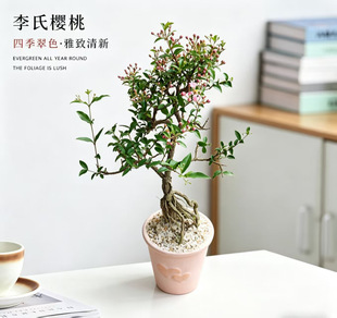 带花苞李氏樱桃老桩球兰盆栽室内桌面绿植花卉办公室桌面好养四季