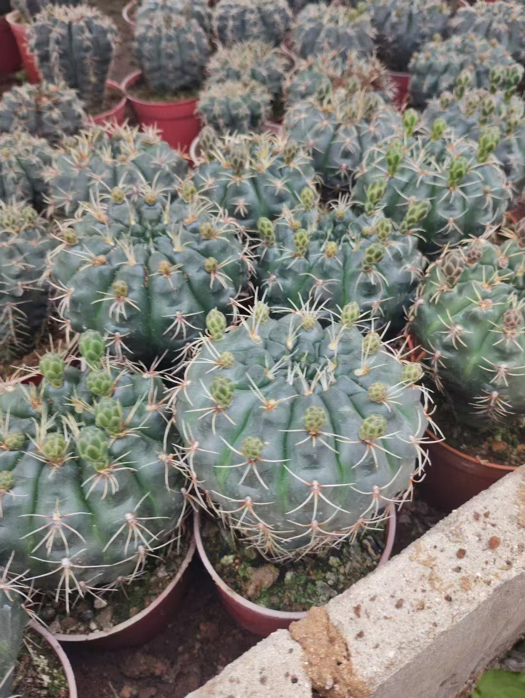 带花苞绯花玉四季开花双色拉丝仙人球群开重瓣仙人掌多肉桌面盆栽图片