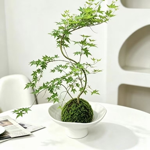 流泉枫造型苔藓球水培植物室内阳台茶室绿植好养好看大众植物