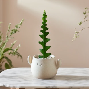 鱼骨令箭昙花多肉植物仙人掌办公室内桌面好养绿植小盆栽创意礼物